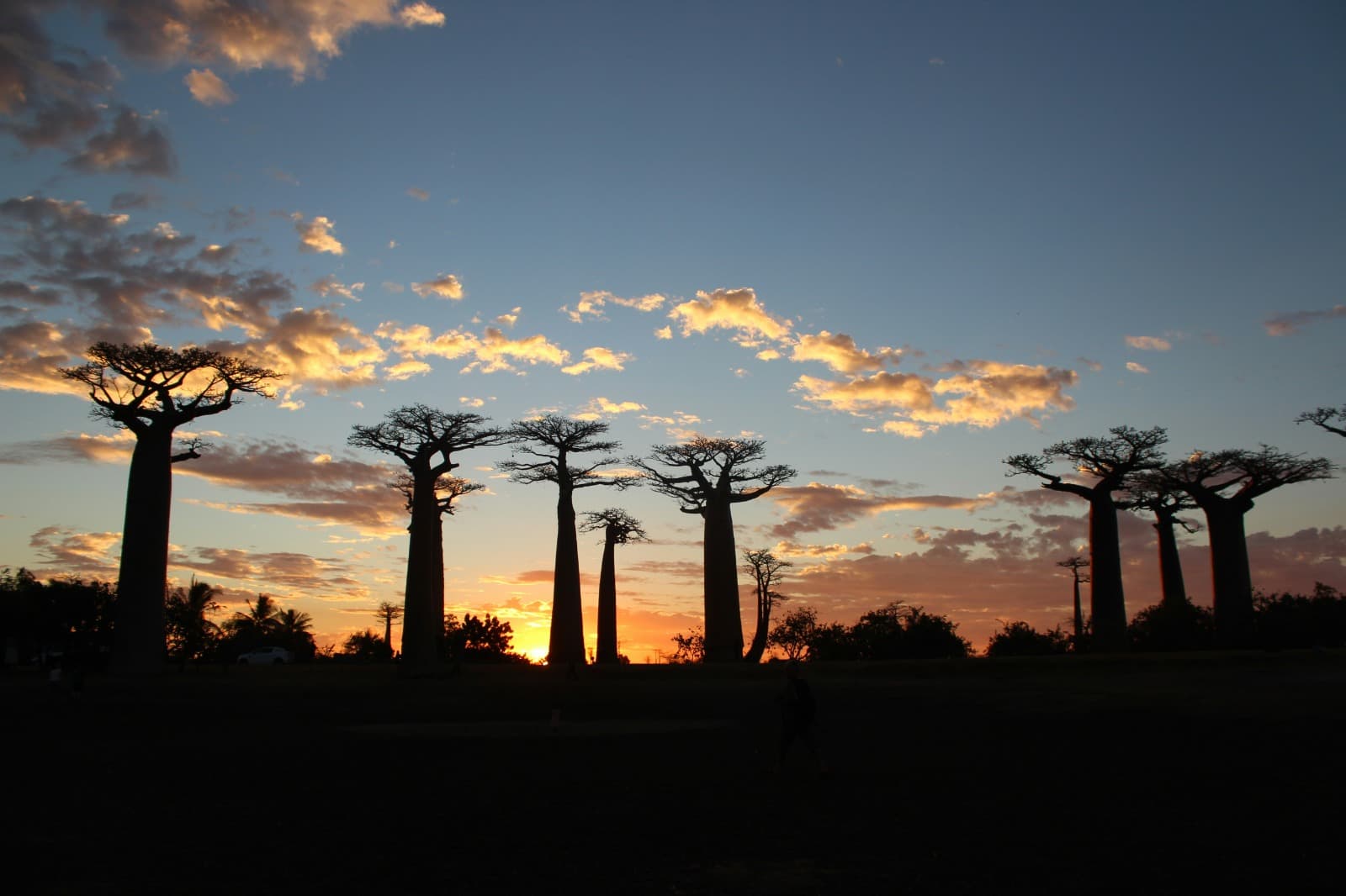 Allée des baobabs au coucher de soleil